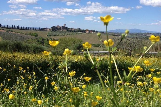 Tuscany Bike Tours Through the Chianti Hills With Wine Tasting - Importance of Wine Cellar and Oil Mill