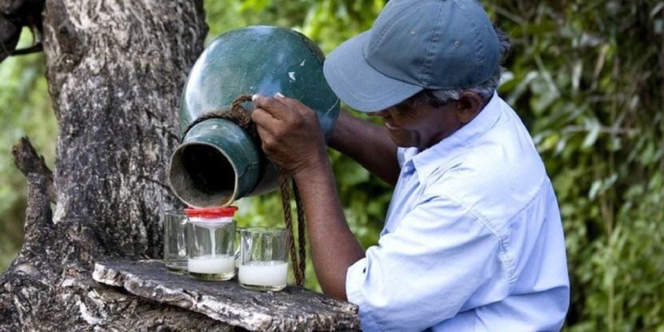 Two-Wheeled Toddy Hunting Adventure in Bentota. - Last Words