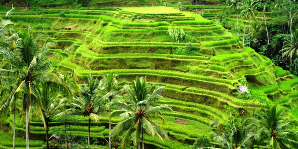 Ubud Full Day Tour With Private Car - Customer Feedback