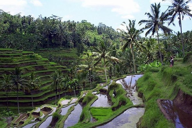 Ubud in a Day: Rice Terrace, Holy Water Temple, Waterfall, Arts - Immerse in Ubuds Arts Scene