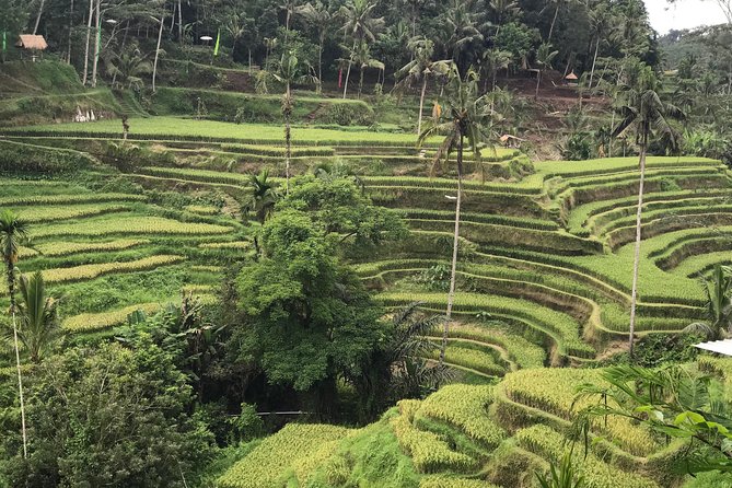 Ubud Private Tour - Best Of Ubud - Bali Culture Tour - Traditional Balinese Cuisine Tasting