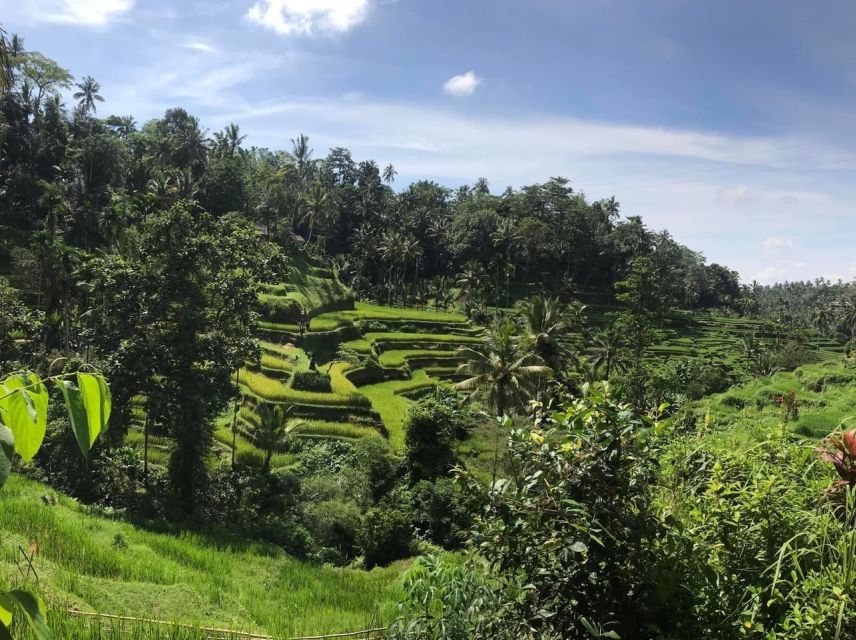 Ubud Swing,Waterfall&Tegalalang Rice Terrace - Tegalalang Rice Terrace Exploration