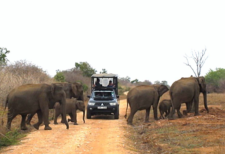 Udawalawe: Full-Day Safari Experience With Lunch - Wildlife Species and Park Features