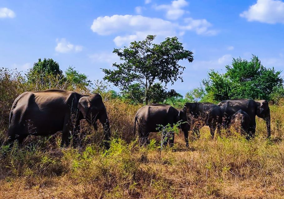 Udawalawe National Park Afternoon or Morning Safari - Booking Information