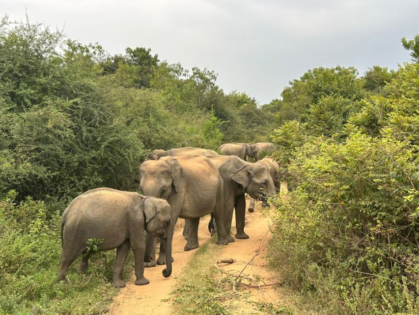 Udawalawe National Park Full Day-10 Hours All Inclusive - Inclusions