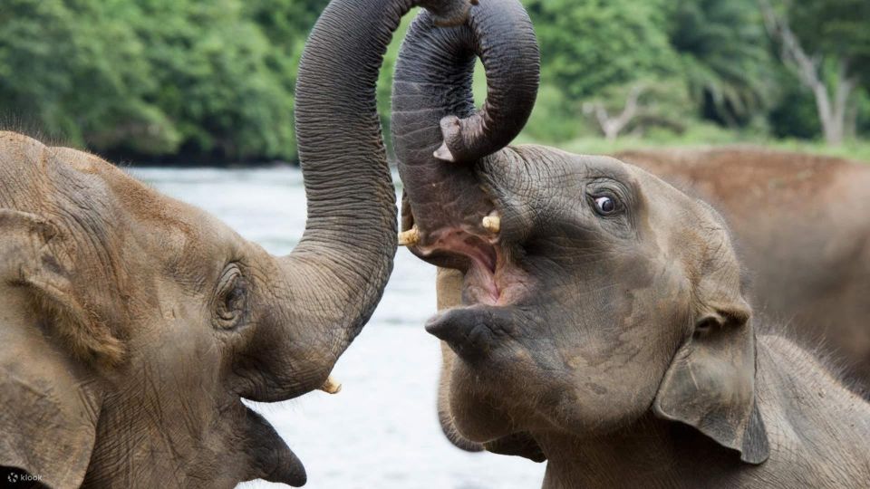 Udawalawe National Park: Private 4 Hours Safari Trip - Booking Information and Personalized Experience