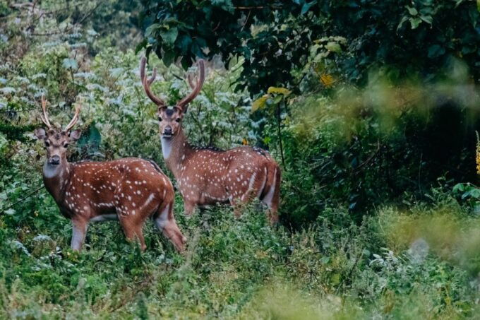 Udawalawe National Park Private Safari With Naturalist - Location Information