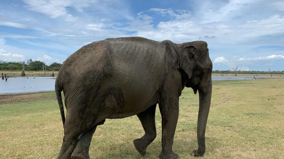 Udawalawe National Park Wildlife Safari From Bentota - Park Visit Restrictions