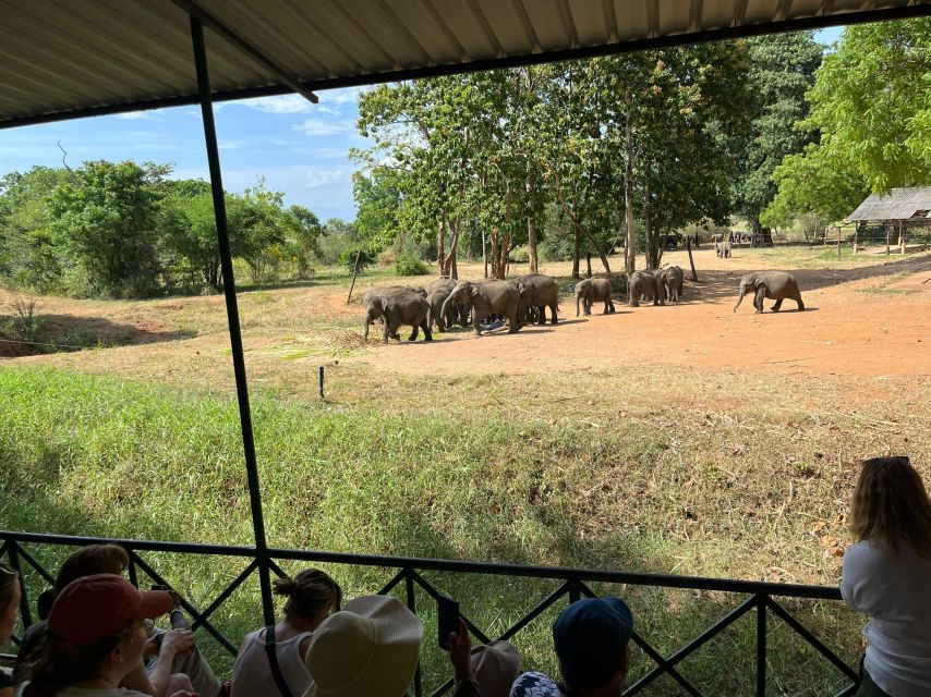 Udawalawe National Park Wildlife Safari From Galle - Activities During the Safari