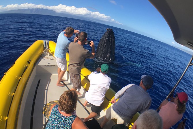 Ultimate 2 Hour Exclusive VIP Whale Watch Tour - Whale Watching Highlights