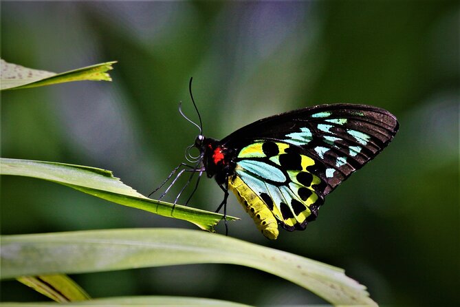 Ultimate Daintree Rainforest Wildlife Experience Cruise - Visitor Center Return Details