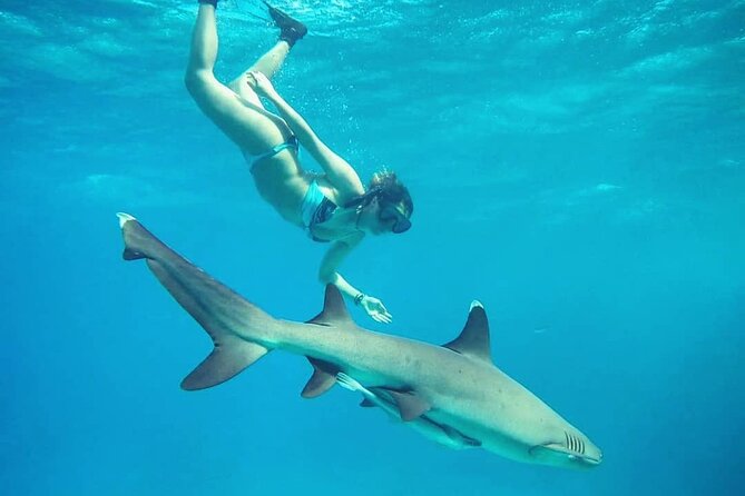 Ultimate Encounter Snorkel With Sharks in Fiji - Customer Reviews and Recommendations