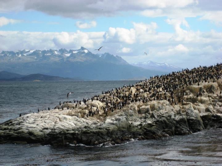 Ushuaia: Beagle Channel, Seal Island & Bridges Islands Tour - Logistics and Information