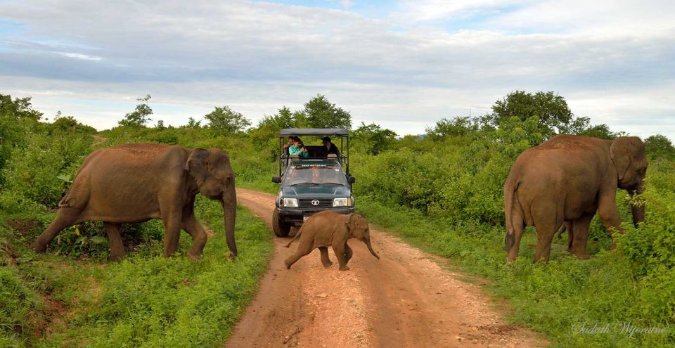 Uva Province: All-Inclusive Udawalawe National Park Safari - Inclusions