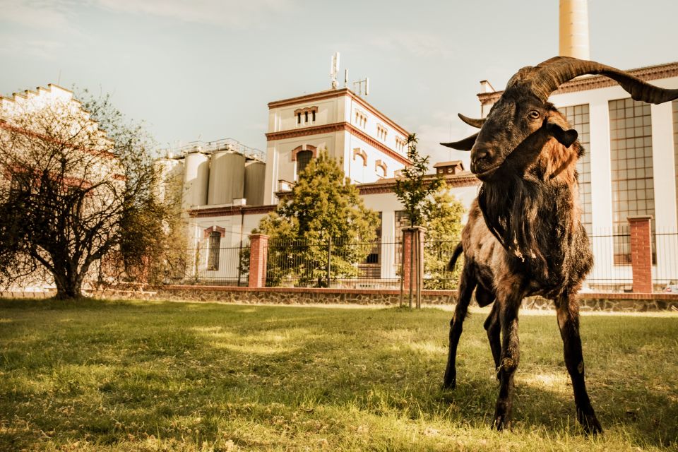 Velke Popovice: Kozel Brewery Tour With Beer Tasting - Visitor Reviews