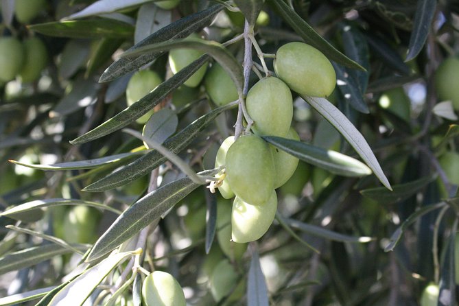 Visit Olive Grove Centenary With Oil Tasting Course - Last Words
