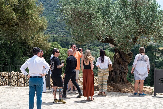 Visit the Finca and Olive Grove, Extra Virgin Olive Oil Tasting and Snack - Pricing and Details