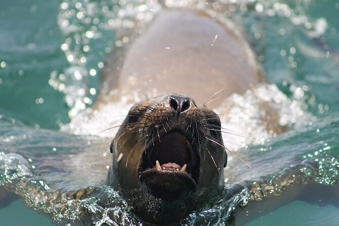 Visit the Sea Lions in Palomino Islands, in Lima Peru - Overall Experience