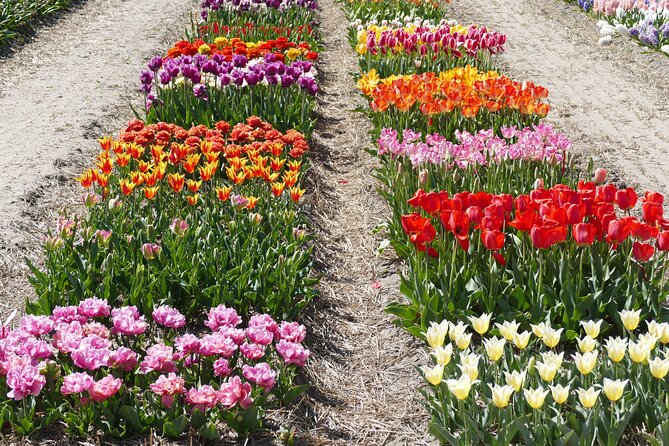 Voorhout Dutch Tulip Farm Guided Visit (Mar ) - Customer Reviews