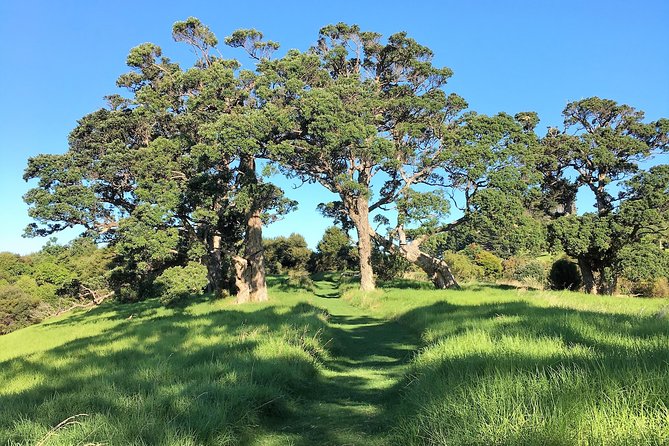 Waiheke Island Bush & Beach Walk - Last Words