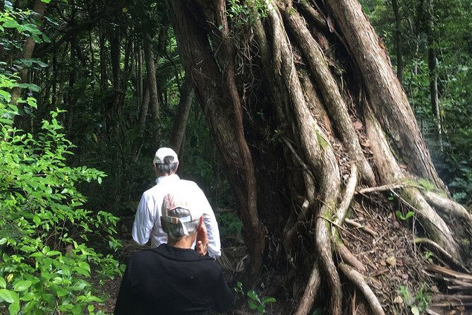 Waiheke Island Private Freedom Te Ara Hura Walk - Safety Measures and Guidelines