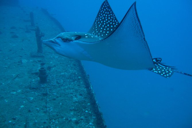 Waikiki 2 Tank World Class Wreck SCUBA Diving - Certified Only - Customer Experience and Satisfaction