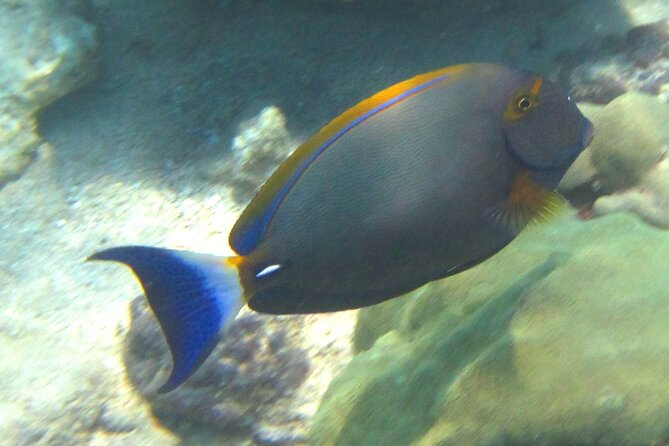 Waikiki Snorkeling. Free Pictures and Video! Shallow. Many Fish! - Snorkeling Equipment Provided