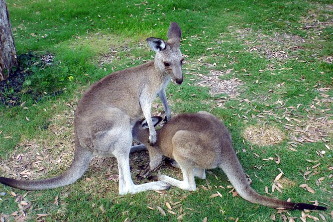 Walking With Wild Kangaroos Private Half-Day Trip From Sydney - Host Responses and Experiences