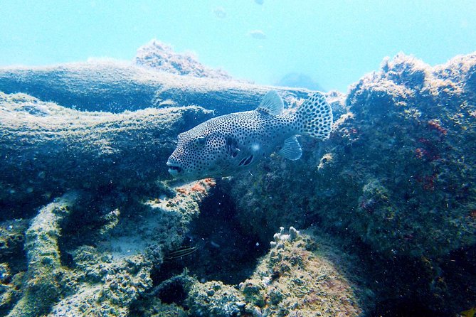 Wave Break Island Scuba Diving on the Gold Coast - Insights From Customer Feedback