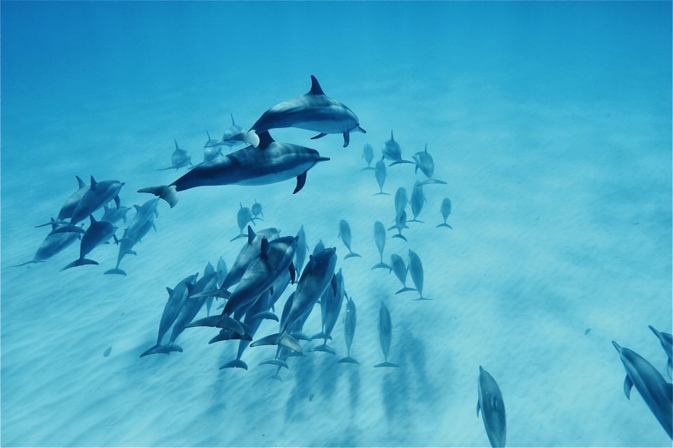 West O'ahu: Swim With Dolphins Catamaran Cruise - Sightings