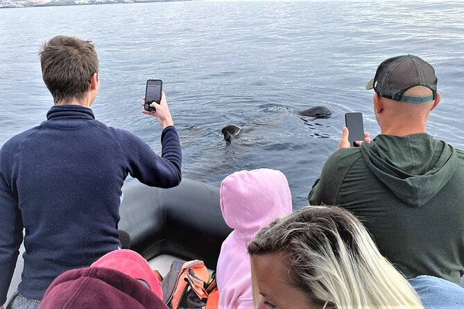 Whale and Dolphin Watching EcoAdventure in Tenerife - Positive Feedback and Customer Satisfaction