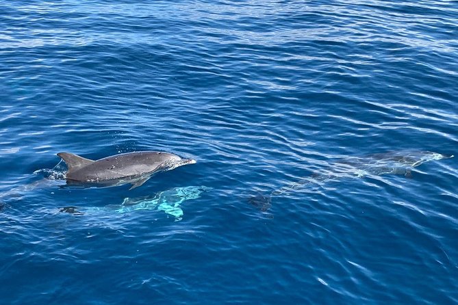 Whale and Dolphin Watching in Mogán for Small Groups in Gran Canaria - Reviews and Traveler Experiences