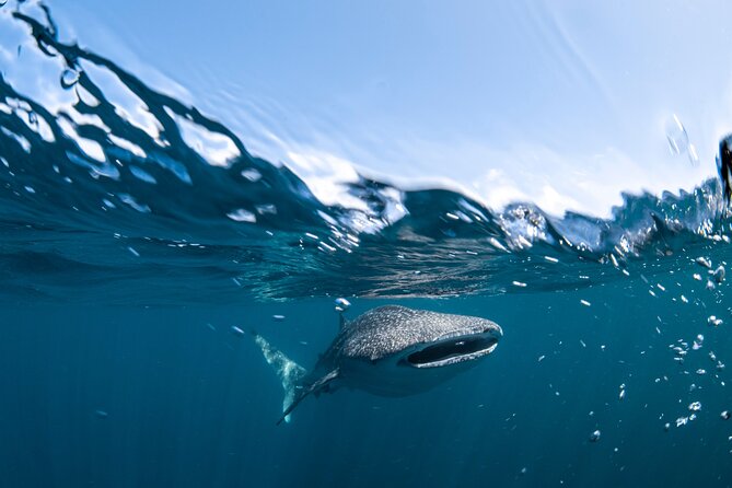 Whale Shark Safari - Customer Reviews