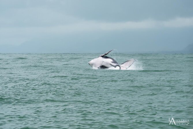 Whale Watching at the Marino Ballena National Park - Common questions