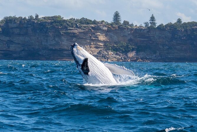 Whale Watching Boat Trip in Sydney - Traveler Photos and Reviews