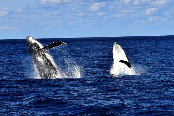 Whale Watching Cruise From Redcliffe, Brisbane or the Sunshine Coast - Overall Experience