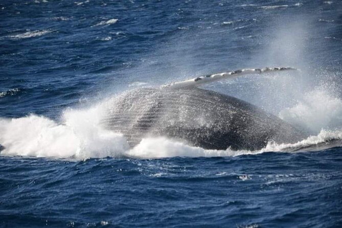 Whale Watching Cruise in New South Wales - Common questions