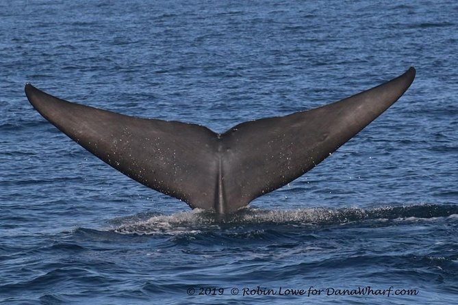 Whale Watching Excursion in Dana Point - Vessel Information