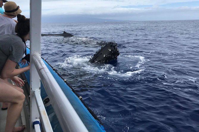 Whale Watching From Maalaea Harbor - Benefits of Whale Watching