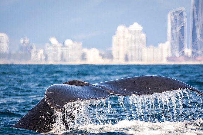 Whale Watching Gold Coast - Choosing the Right Whale Watching Tour