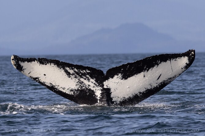 Whale-Watching, Icy Point, Hoonah , Whales, Orca, Killer-Whales. - Customer Reviews