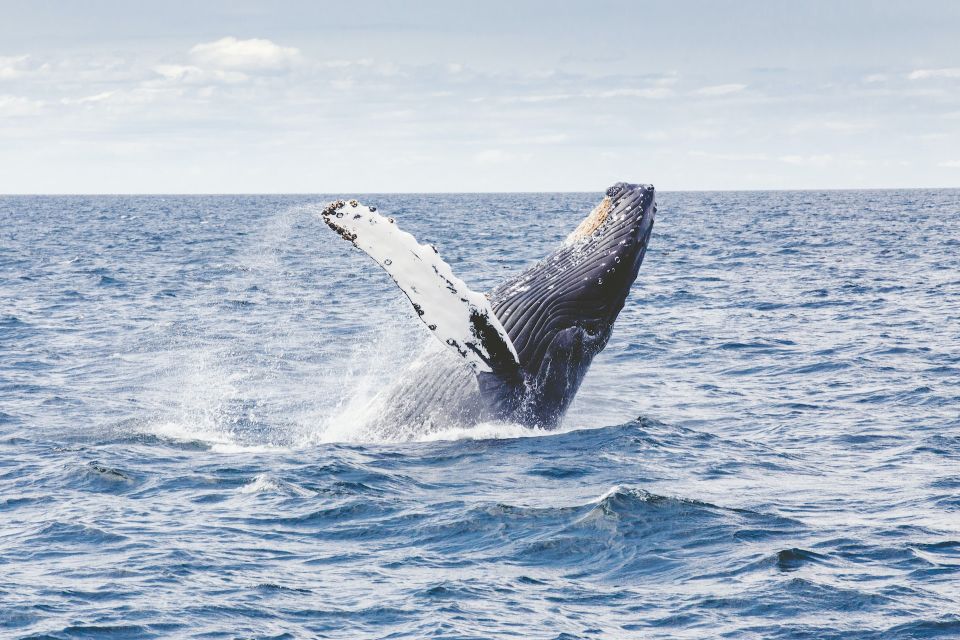 Whale Watching in Trincomalee - Wildlife Encounters During the Boat Trip