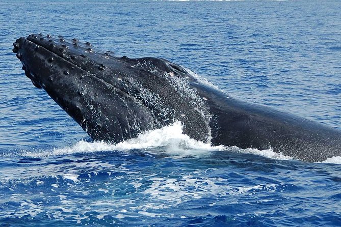 Whale Watching On The Big Island - Cancellation Policy and Requirements