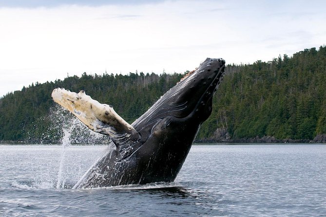 Whale Watching Rib Tour - Self Transfer - Traveler Reviews