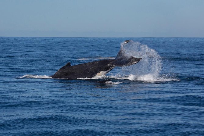 Whale Watching Sailing Experience in Sydney - Additional Information and Highlights