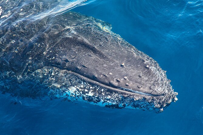 Whale Watching Sydney 2-Hour Express Cruise - Common questions