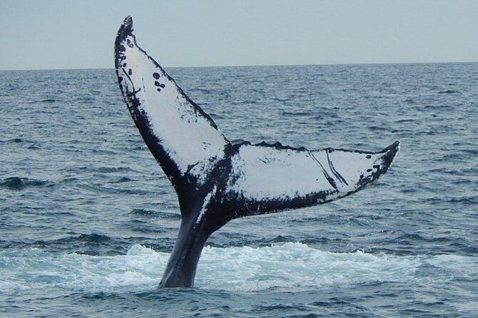 Whale Watching Tour in Gloucester - Customer Reviews