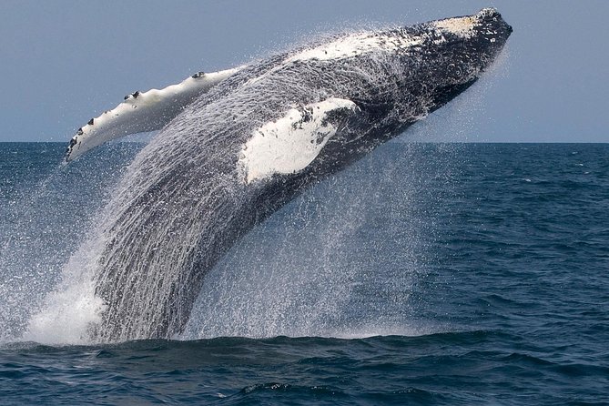 Whale Watching Trips to Stellwagen Bank Marine Sanctuary. Guaranteed Sightings! - Customer Testimonials