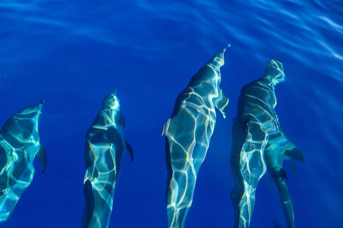 Wild Dolphin Watching and Snorkel Safari off West Coast of Oahu - Important Information