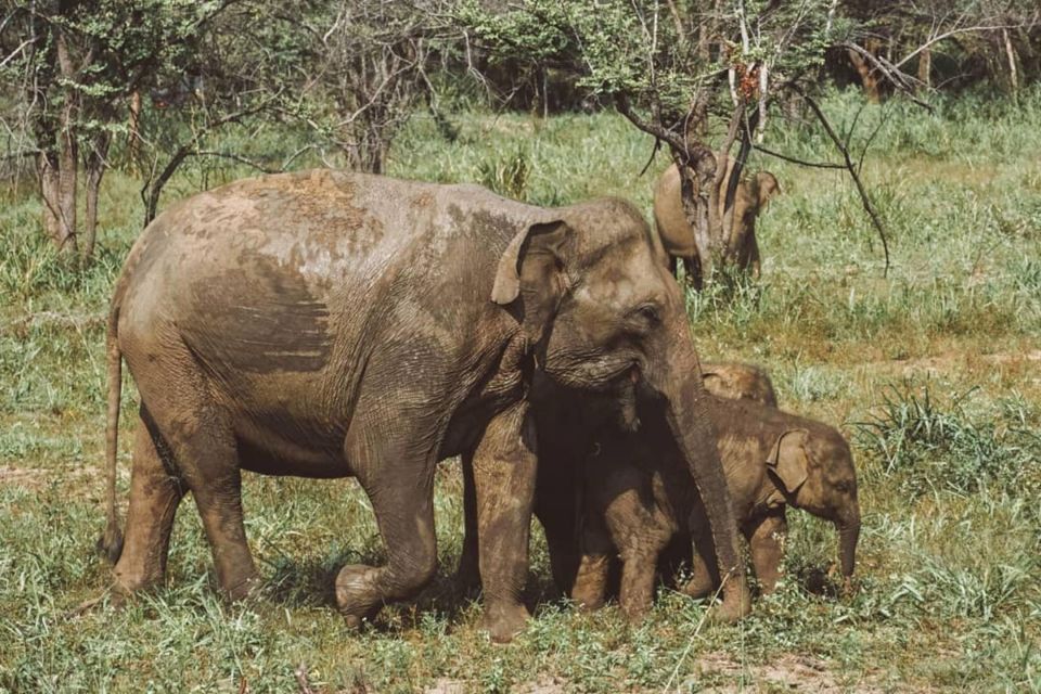 Wildlife Safari to Hurulu Eco Park - Habarana - Last Words